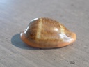 CYPRAEA ZONARIA PYRUM PYRUM