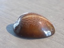 CYPRAEA MONETARIA CAPUTDRACONIS XL