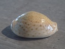 CYPRAEA NARIA TURDUS TURDUS 