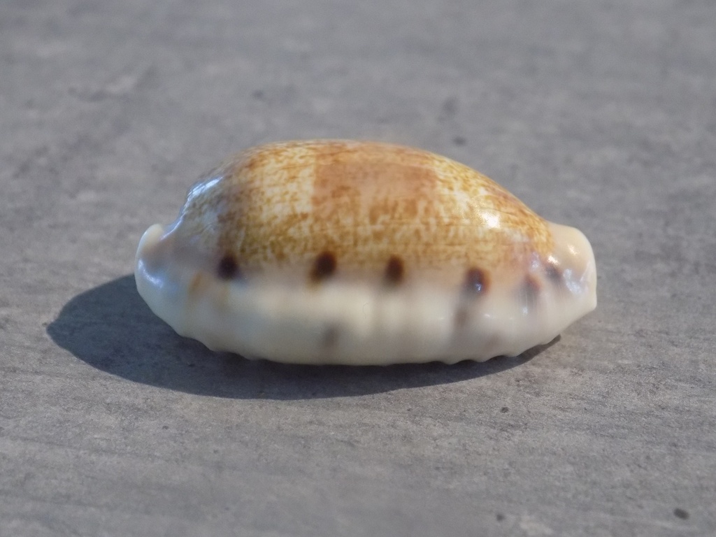 CYPRAEA ERRONEA CAURICA CAURICA