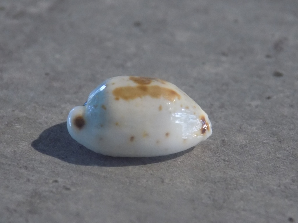 CYPRAEA BISTOLIDA HIRONDO NEGLECTA