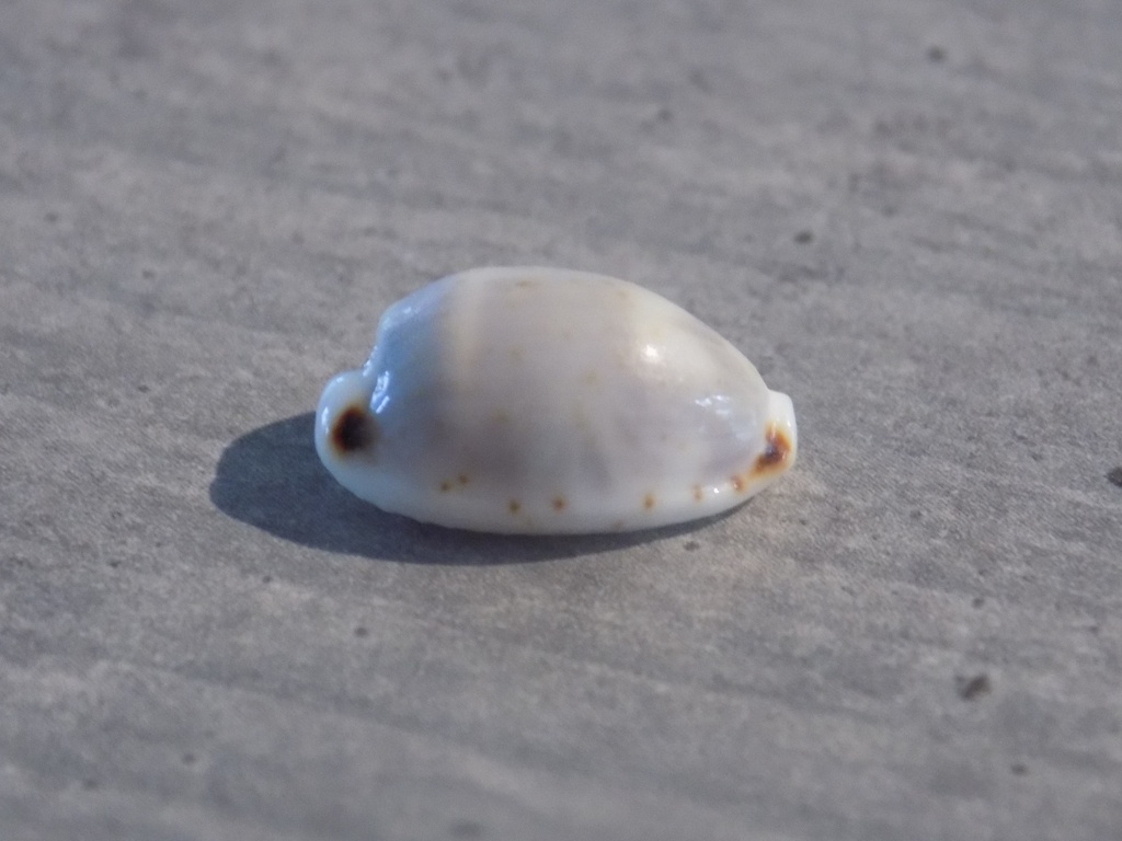 CYPRAEA BISTOLIDA HIRONDO HIRONDO