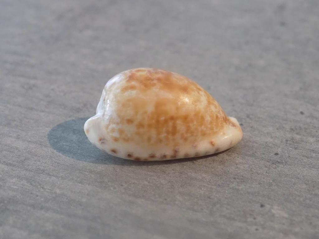 CYPRAEA CYPRAEOVULA EDENTULA NAHOOENSIS 