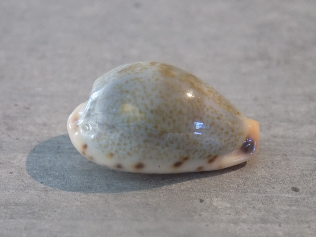 CYPRAEA ERRONEA XANTHODON