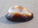 CYPRAEA ERRONEA ONYX ONYX