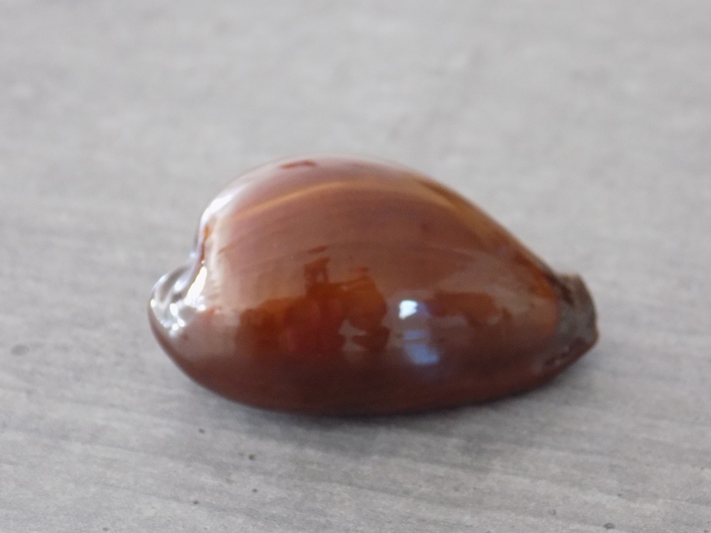 CYPRAEA ERRONEA ONYX SUCCINTA ADUSTA 