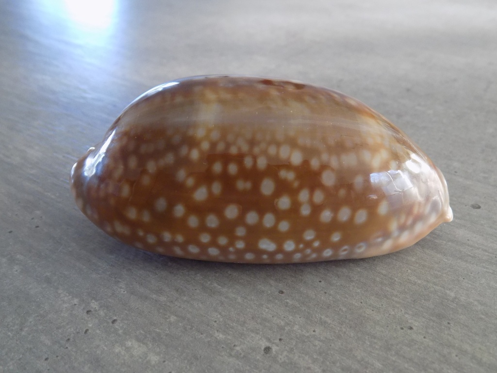 CYPRAEA MACROCYPRAEA CERVINETTA XL