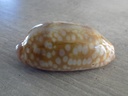 CYPRAEA MACROCYPRAEA ZEBRA 