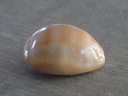 CYPRAEA LYNCINA SCHILDERORUM