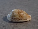 CYPRAEA PALMADUSTA LENTIGINOSA