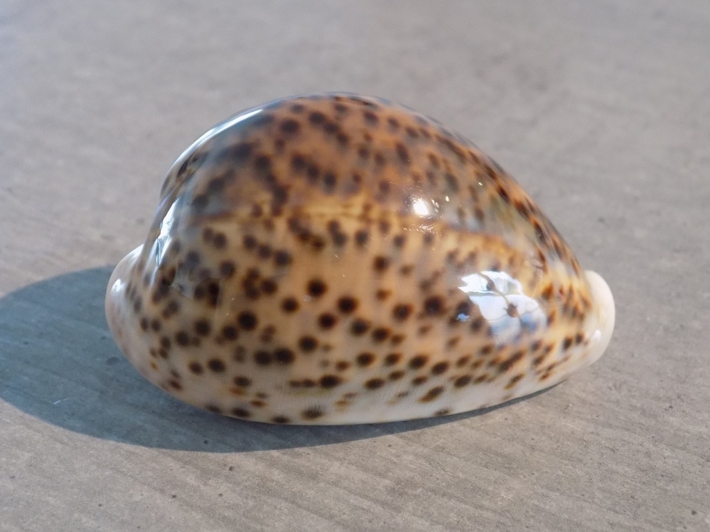 CYPRAEA PANTHERINA PANTHERINA 