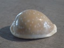 CYPRAEA LYNCINA CAMELOPARDALIS