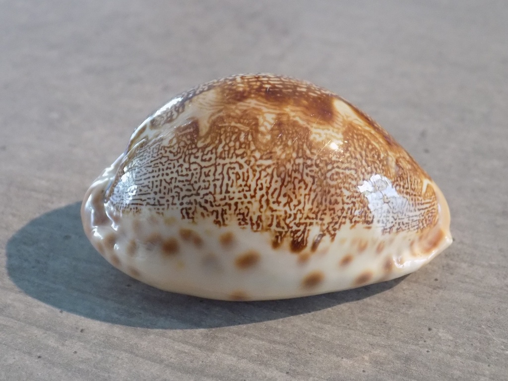 CYPRAEA LEPORICYPRAEA MAPPA GEOFRAPHICA