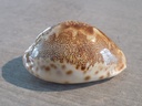 CYPRAEA LEPORICYPRAEA MAPPA GEOFRAPHICA