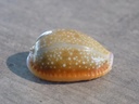 CYPRAEA NARIA HELVOLA MERIDIONALIS