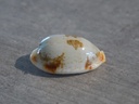 CYPRAEA BISTOLIDA STOLIDA CLAVICOLA