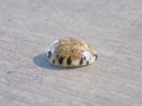 CYPRAEA MELICERONA FELINA FABULA