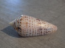 CONIDAE XIMENICONUS XIMENES