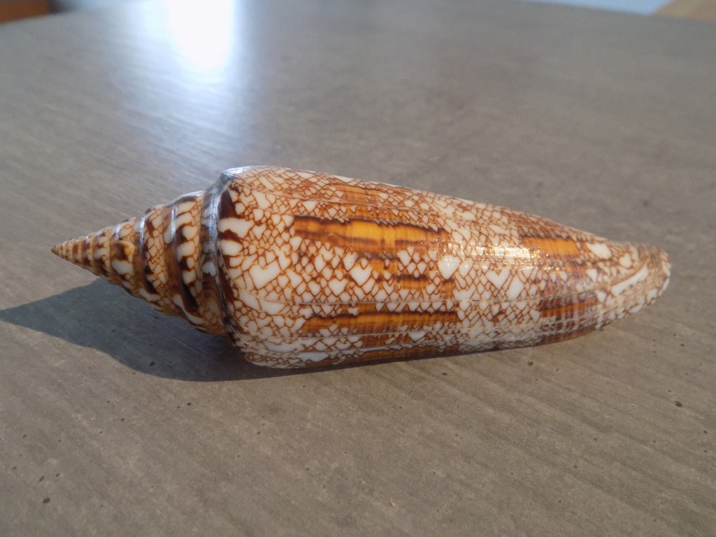 CONIDAE CYLINDER BENGALENSIS