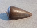 CONIDAE PHASMOCONUS RADIATUS