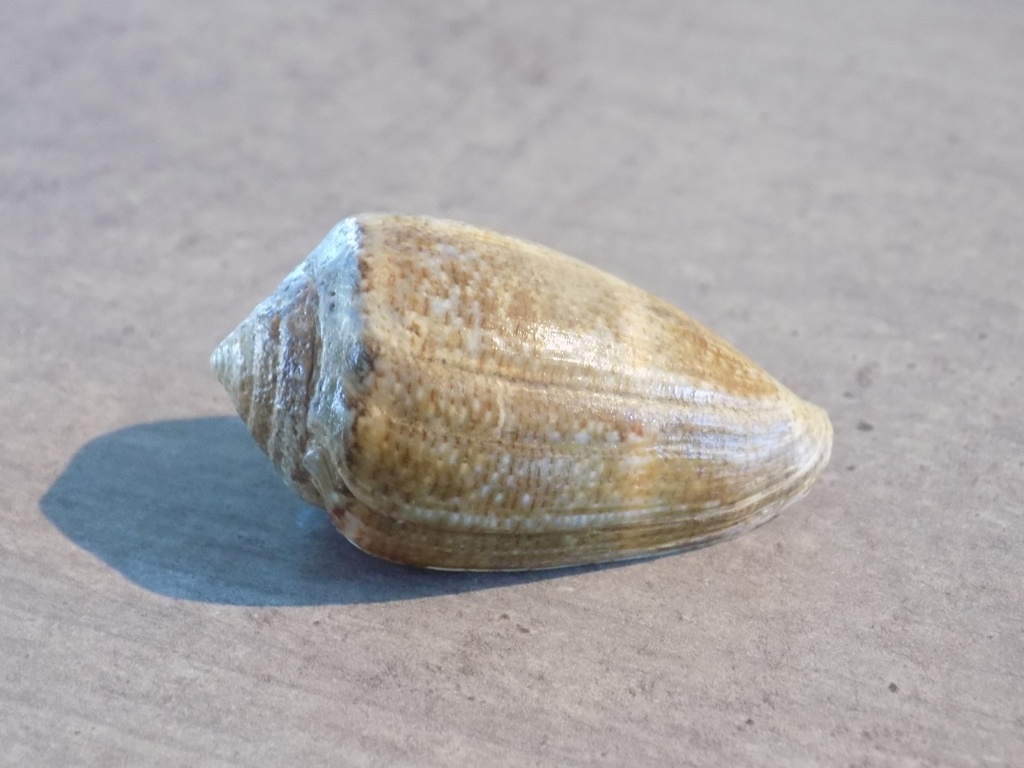 CONIDAE LAUTOCONUS VENTRICOSUS XL