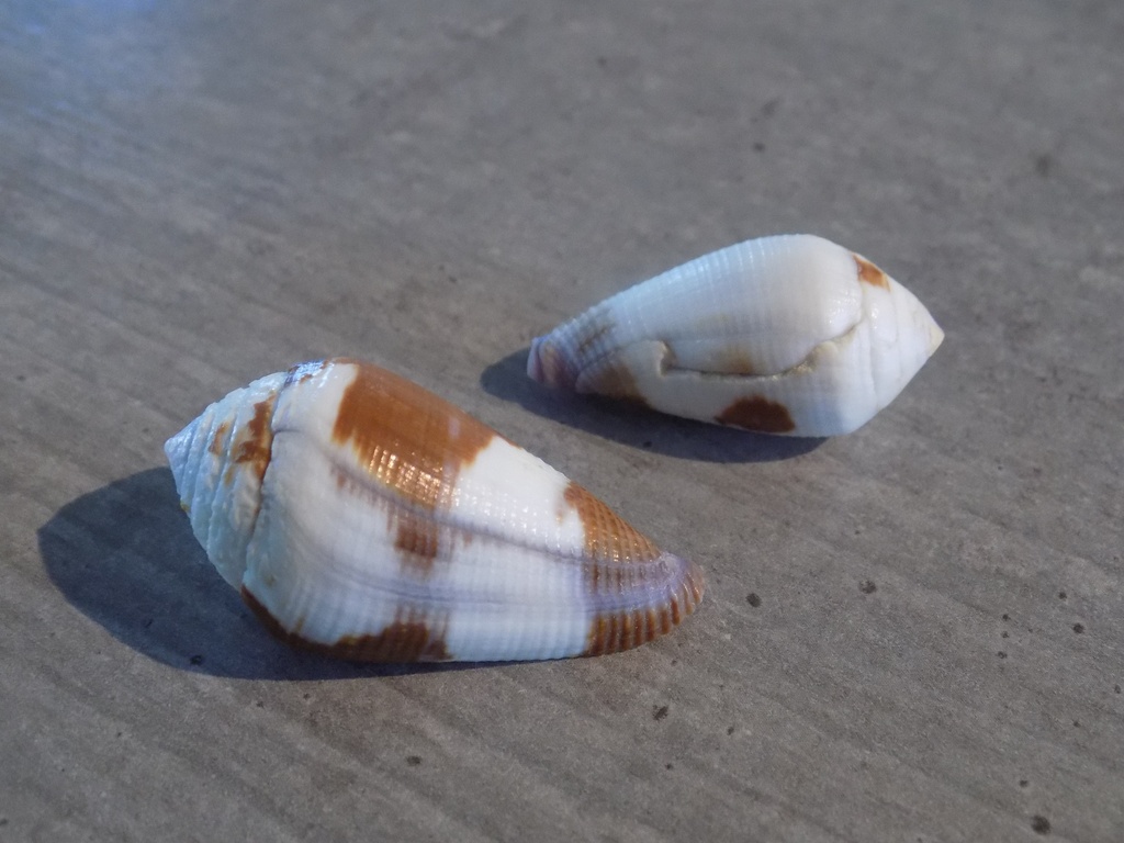 CONIDAE LEPORICONUS SCRABRRUISCULUS lot 2u