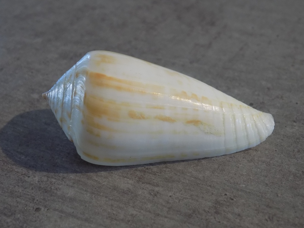 CONIDAE PHASMOCONUS INSCRIPTUS