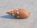 MITRIDAE STRIGATELLA IMPERIALIS