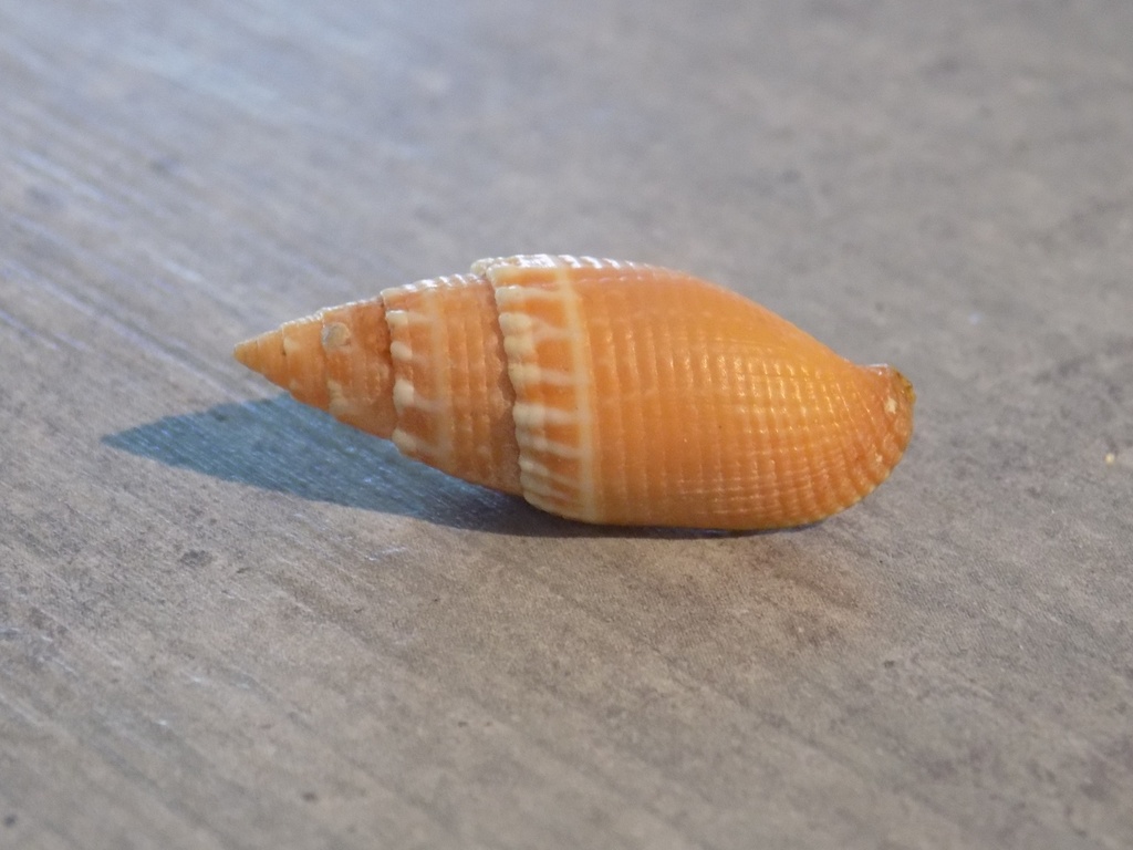 MITRIDAE STRIGATELLA CORONATA