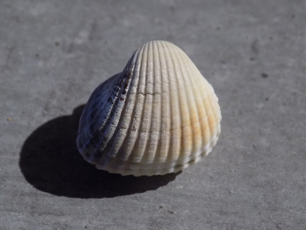 CARDIIDAE CERASTODERMA GLAUCUM v.Lamarcki 