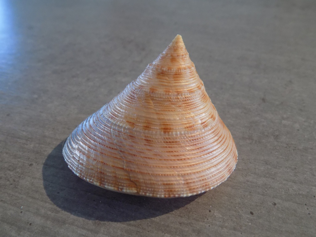 CALLIOSTOMATIDAE CALLIOSTOMA FORMOSENSE XL