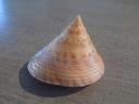 CALLIOSTOMATIDAE CALLIOSTOMA FORMOSENSE XL