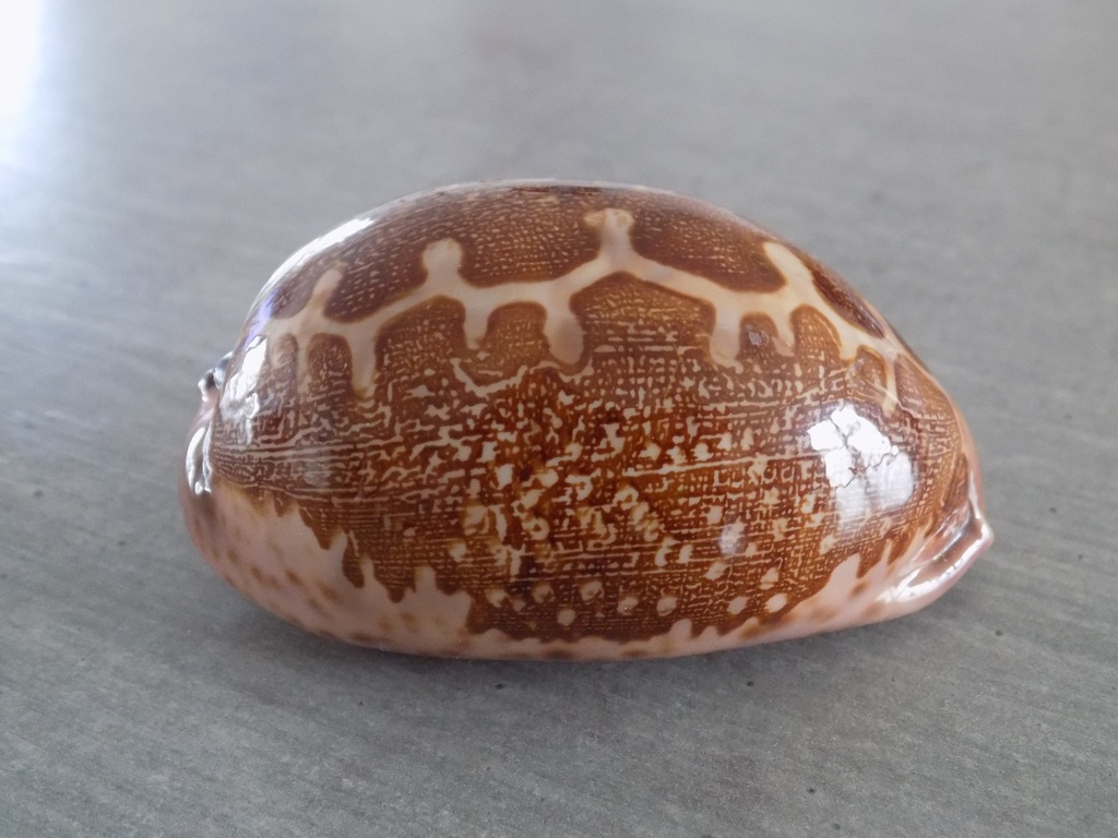 CYPRAEA LEPOR.M.VIRIDIS Montrouzieri 