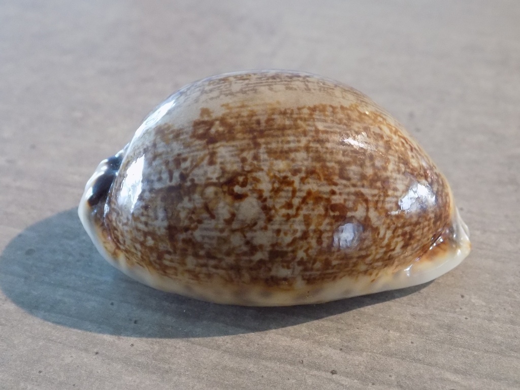 CYPRAEA MAURITIA EGLANTINA Nigérisante & Rostrée