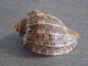 HARPIDAE HARPA CRENATA