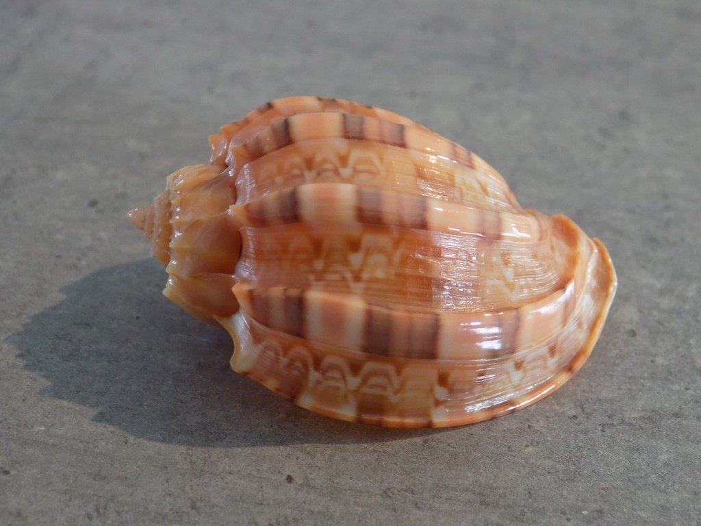 HARPIDAE HARPA KAJIYAMAI