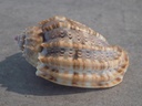 HARPIDAE HARPA AMOURETTA XL