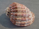 HARPIDAE HARPA CABRITI