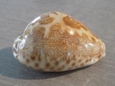 CYPRAEA LEPORICYPRAEA M.A.GEOGRAPHICA