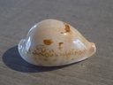 CYPRAEA AUSTRASIATICA HIRASEI