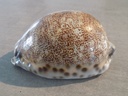 CYPRAEA M.ARABICA IMMANIS XL