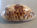 CYPRAEA CHELYCYPRAEA TESTUDINARIA XL