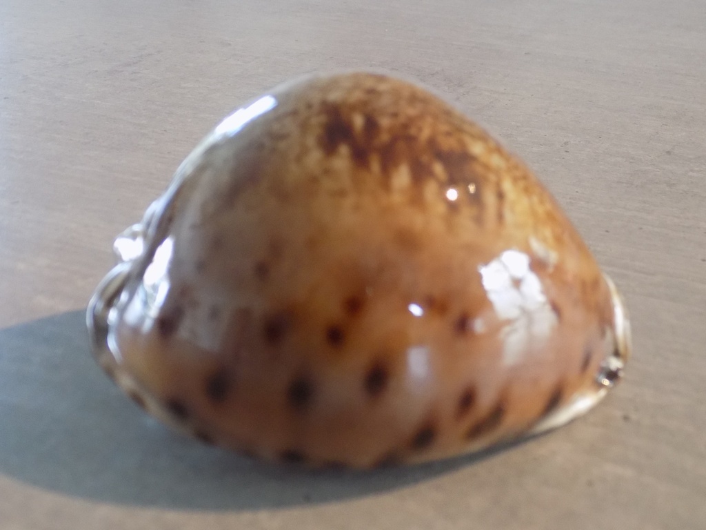 CYPRAEA LEPORICYPRAEA VALENTIA XL