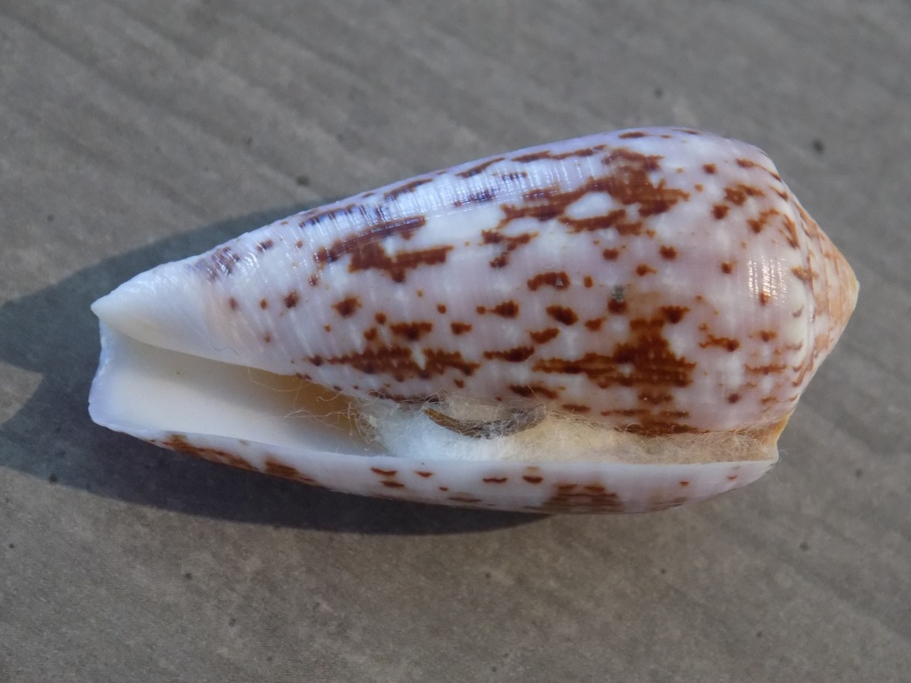 CONIDAE EUGENICONUS FLOCATUS