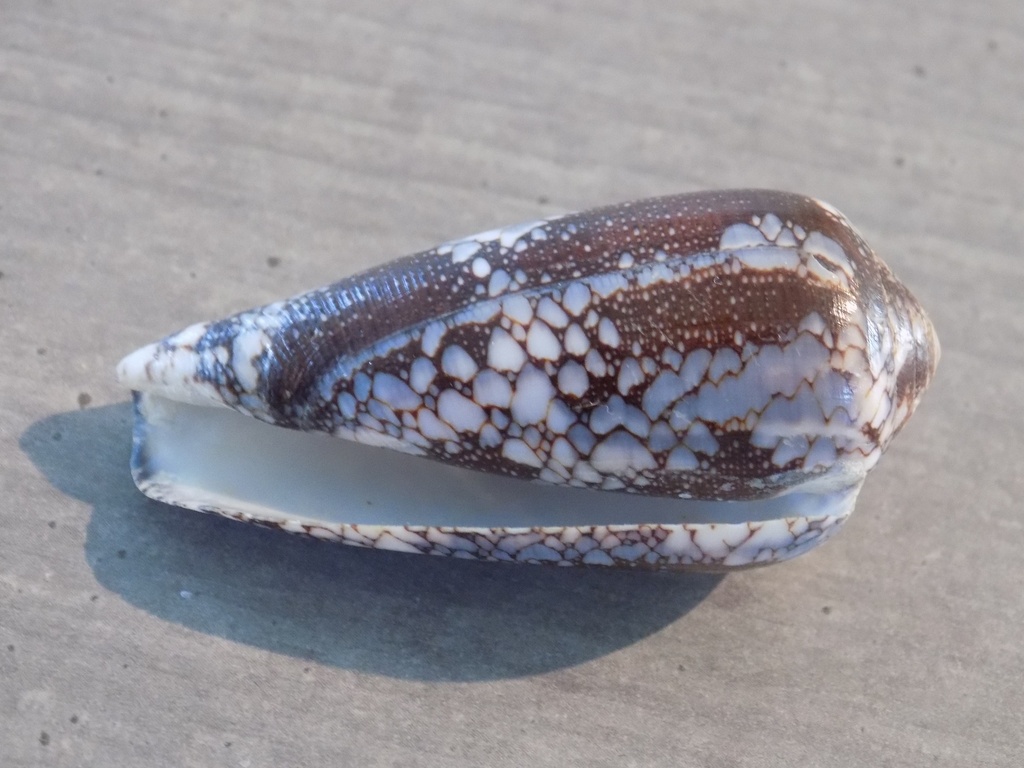 CONIDAE DARIOCONUS PRAELATUS