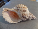 RANELLIDAE CHARONIA TRITONIS XL