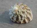 TURBINIDAE LITHOPOMA TUBER