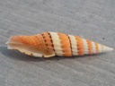 COSTELLARIIDAE VEXILLUM CITRINUM f.Compressa