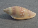 MARGINELLIDAE MARGINELLA PSEUDODESJARDINI