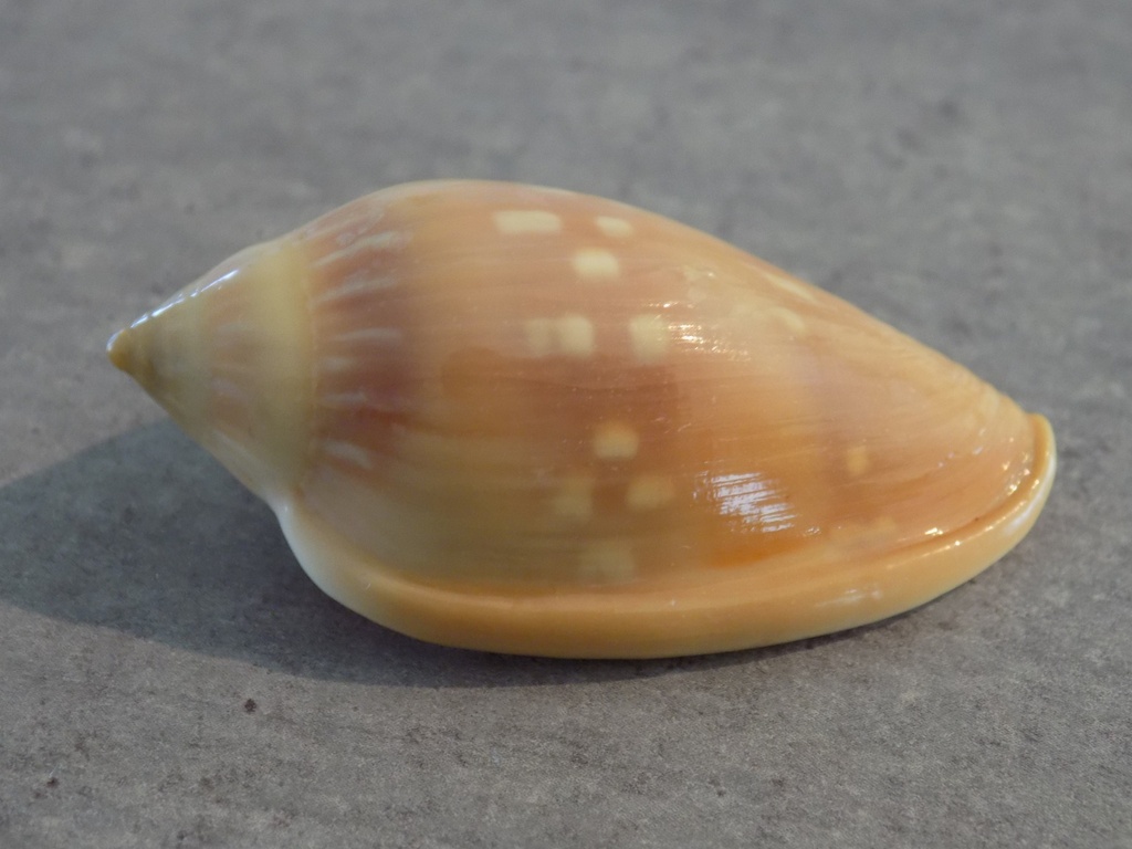 MARGINELLIDAE MARGINELLA DESJARDINI